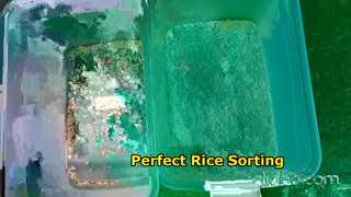 tri du riz à une goulotte