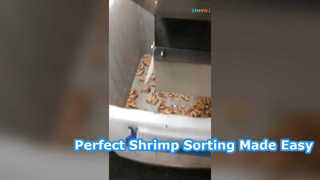 Tri des crevettes fraîches